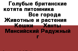 Голубые британские котята питомника Silvery Snow. - Все города Животные и растения » Кошки   . Ханты-Мансийский,Радужный г.